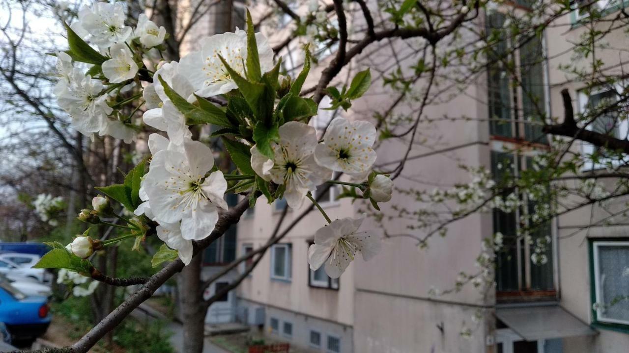 Gesztenyes Apartman Мисколк Екстериор снимка