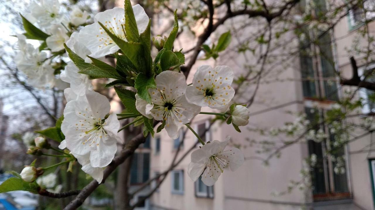 Gesztenyes Apartman Мисколк Екстериор снимка